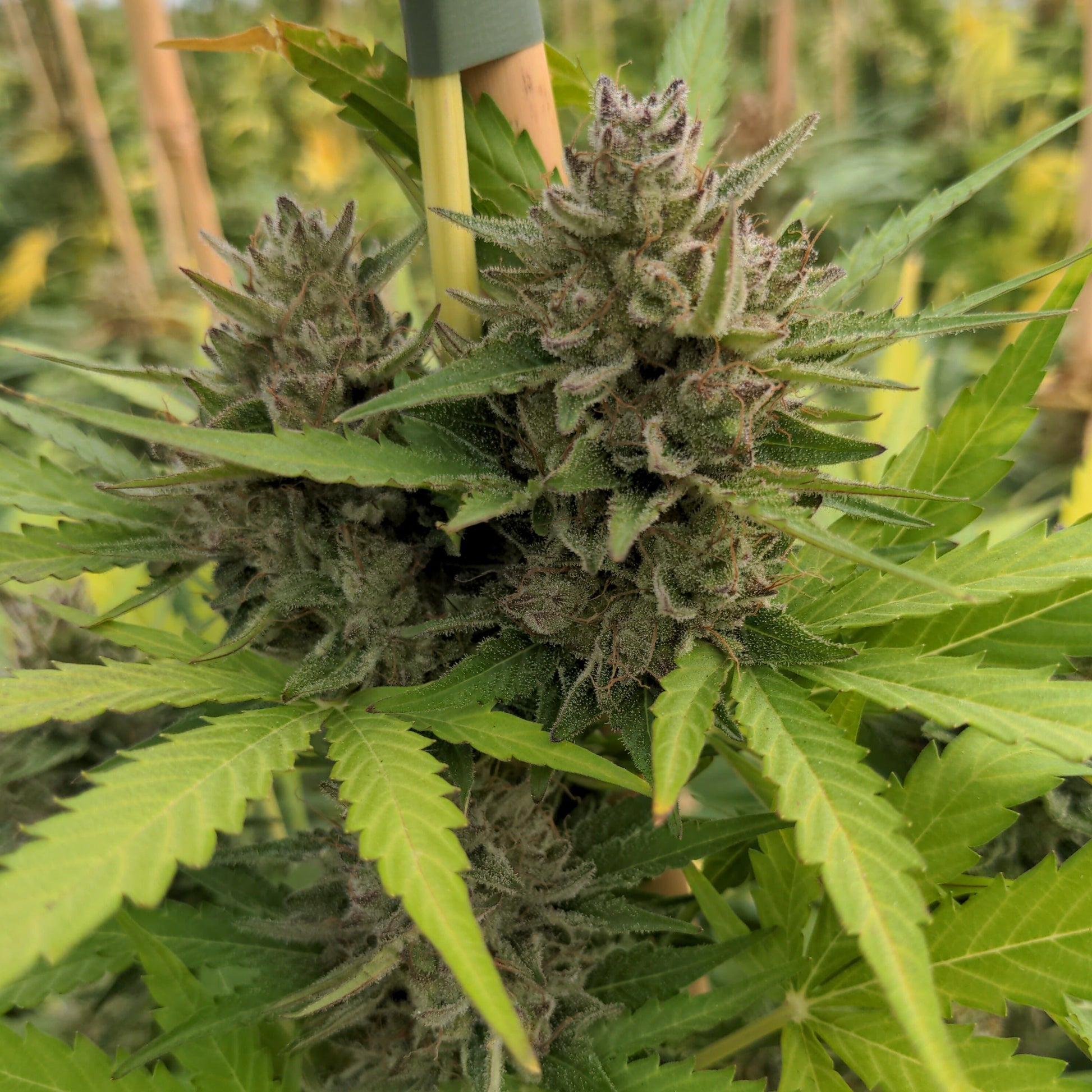 Cookies Samen Automatik  Lucky Hemp