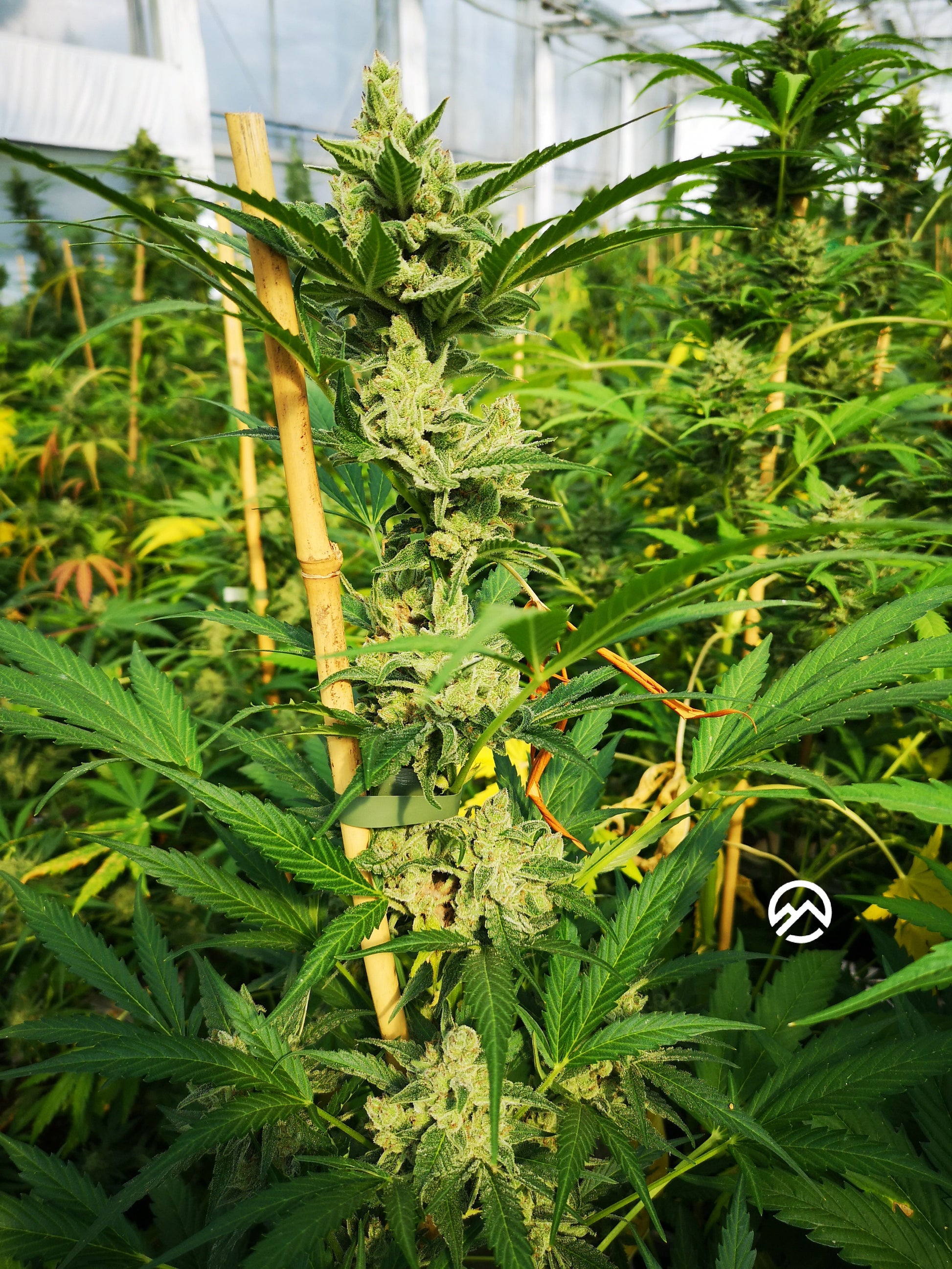 Cookies Samen Automatik  Lucky Hemp