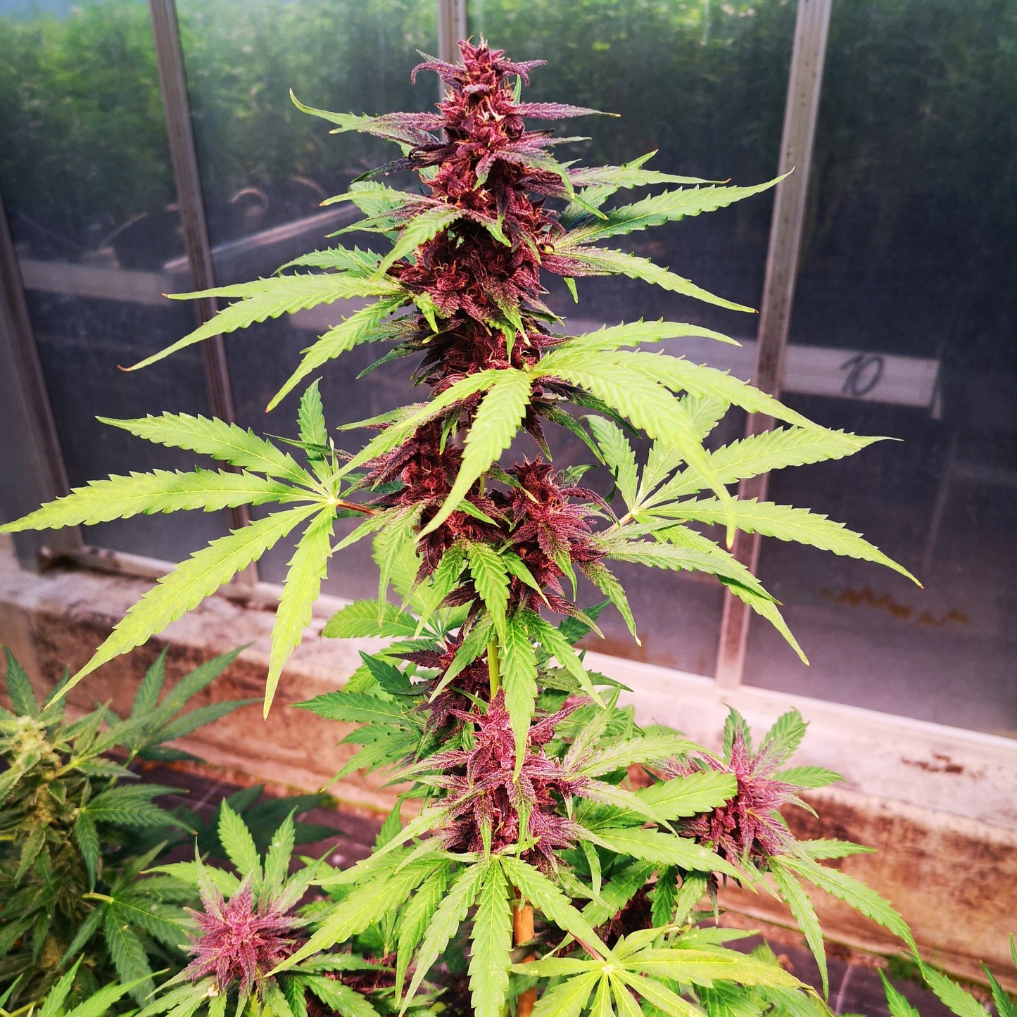 Gelato Samen Automatik Lucky Hemp