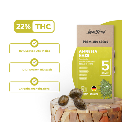 Amnesia Haze Samen Feminisiert