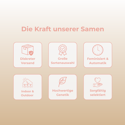 Biscotti Pink Champagne Samen Feminisiert