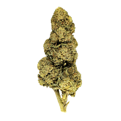 Orange Bud Hromadné zboží