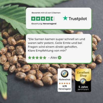 3x OG Kush Samen Feminisiert Samen Lucky Hemp