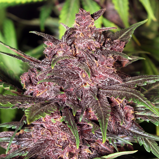 Biscotti Pink Champagne Samen Feminisiert Samen Lucky Hemp